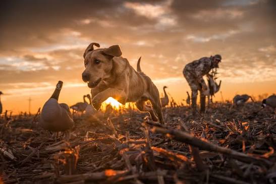 Working retriever in action